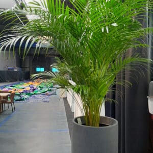 Kentiapalm Aankleding Bedrijfsfeest - Arto Laros Events