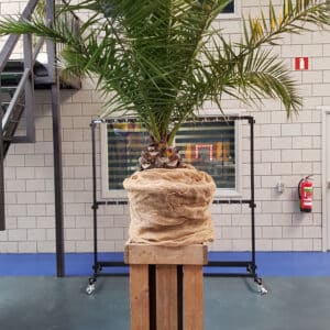 Palm Huren - Arto Laros Events